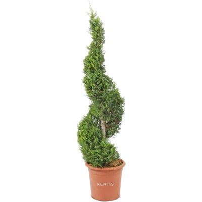 KENTIS - Cipresso Spirale - Castlewellan - 90-110 cm - Plante de jardin - Publicité KENTIS - Cipresso Spirale - Castlewellan - 90-110 cm - Plante de jardin - Publicité