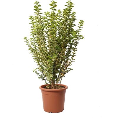 KENTIS - Ligustrum Japonicum Ovalifolium Aurea - Plante - Publicité KENTIS - Ligustrum Japonicum Ovalifolium Aurea - Plante - Publicité