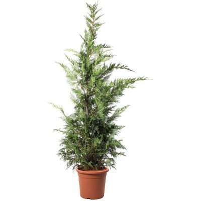 KENTIS Cupressocyparis Leylandii - Altezza 200-220 cm - Vaso 30 cm - Siepe - Pianta KENTIS Cupressocyparis Leylandii - Altezza 200-220 cm - Vaso 30 cm - Siepe - Pianta