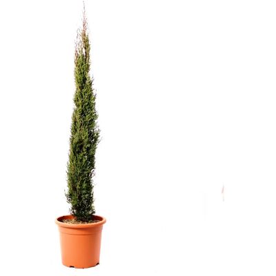 KENTIS - Cupressus Sempervirens Totem - 125-150 cm - Plante - Publicité KENTIS - Cupressus Sempervirens Totem - 125-150 cm - Plante - Publicité