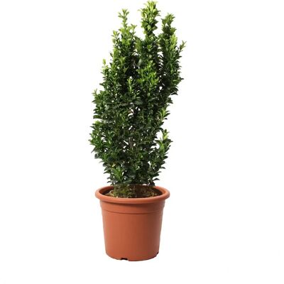 KENTIS - Euonymus Japonicus Benkomasaki - 100-125 cm - Publicité KENTIS - Euonymus Japonicus Benkomasaki - 100-125 cm - Publicité