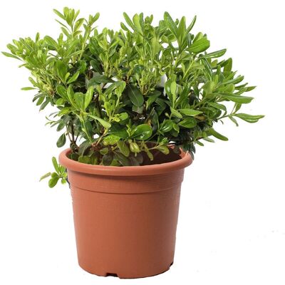 KENTIS - Pittosporum Tobira Nanum - Altezza 40-50 cm - Pianta KENTIS - Pittosporum Tobira Nanum - Altezza 40-50 cm - Pianta
