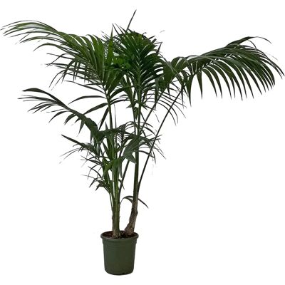 Kentis Kentia Pianta da Interno - 170-180cm - Vaso ø 24cm - Tropicale Kentis Kentia Pianta da Interno - 170-180cm - Vaso ø 24cm - Tropicale