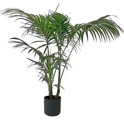 Pianta da interno Kentis Kentia - Vaso rotondo nero - 170-180 cm - Pianta tropicale Pianta da interno Kentis Kentia - Vaso rotondo nero - 170-180 cm - Pianta tropicale