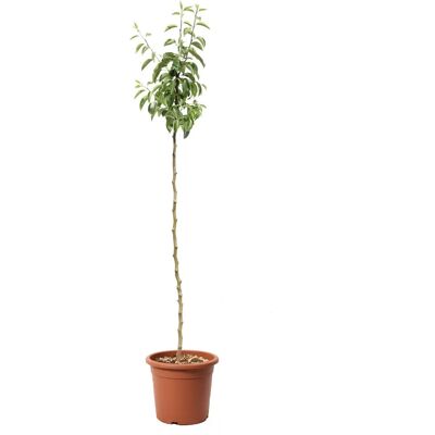 KENTIS - Alberello di Pero Williams - Pyrus Communis - Plante en pot - Publicité KENTIS - Alberello di Pero Williams - Pyrus Communis - Plante en pot - Publicité