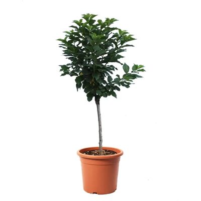 KENTIS - Ciliegio Nano Prunus Avium - Pot Ø 24 cm - Plant - Publicité KENTIS - Ciliegio Nano Prunus Avium - Pot Ø 24 cm - Plant - Publicité