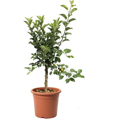 KENTIS Pianta Melo Nano - Malus Domestica - Vaso Ø 24 cm - Plant KENTIS Pianta Melo Nano - Malus Domestica - Vaso Ø 24 cm - Plant