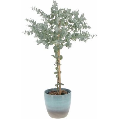 KENTIS - Eucalyptus Gunnii - Ocean Ceramic Vase - Plant KENTIS - Eucalyptus Gunnii - Ocean Ceramic Vase - Plant