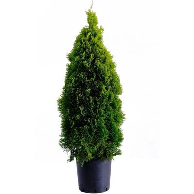 KENTIS - Thuja Occidentalis Golden Smaragd - Conifera sempreverde KENTIS - Thuja Occidentalis Golden Smaragd - Conifera sempreverde