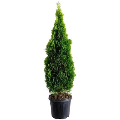 KENTIS - Thuja Occidentalis Golden Smaragd - 125-150 cm KENTIS - Thuja Occidentalis Golden Smaragd - 125-150 cm