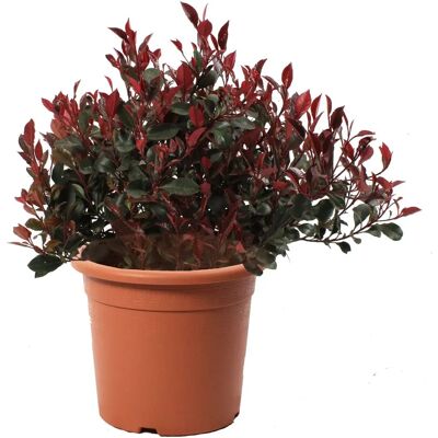 KENTIS - Photinia Little Red Robin - Fotinia Nana - 40-50 cm - Plante - Publicité KENTIS - Photinia Little Red Robin - Fotinia Nana - 40-50 cm - Plante - Publicité