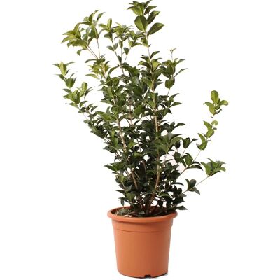 KENTIS - Osmanthus Aquifolium - Feuilles variegées - Plante - Publicité KENTIS - Osmanthus Aquifolium - Feuilles variegées - Plante - Publicité