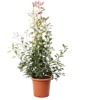 KENTIS Photinia × Fraseri Red Robin - 150-175 cm - Vaso Ø30 cm - Pianta KENTIS Photinia × Fraseri Red Robin - 150-175 cm - Vaso Ø30 cm - Pianta