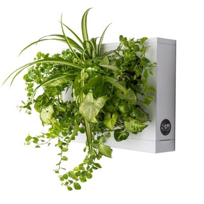 Ortisgreen HOH! Vertikal väggplanter för inomhus/utomhus Ortisgreen HOH! Vertikal väggplanter för inomhus/utomhus