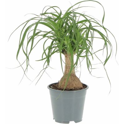KENTIS - Beaucarnea Nolina Recurvata Mangiafumo - h30-40cm - Plant KENTIS - Beaucarnea Nolina Recurvata Mangiafumo - h30-40cm - Plant