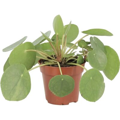 KENTIS - Pilea Peperomioides - altezza 15-25 cm - vaso 12 cm - Pianta KENTIS - Pilea Peperomioides - altezza 15-25 cm - vaso 12 cm - Pianta