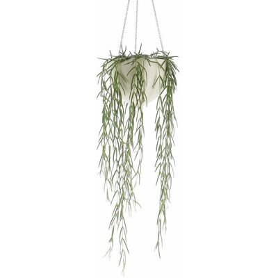KENTIS - Hoya Linearis - Fiori bianchi - Vaso 14 cm - Pianta KENTIS - Hoya Linearis - Fiori bianchi - Vaso 14 cm - Pianta