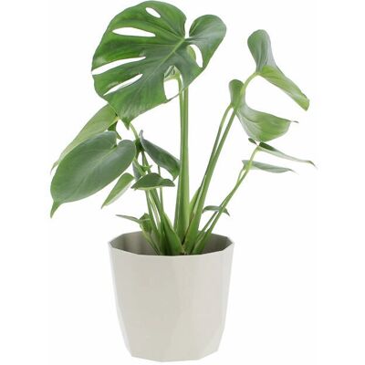 KENTIS - Monstera Deliciosa - Grigio - Ø14 cm - Pianta KENTIS - Monstera Deliciosa - Grigio - Ø14 cm - Pianta