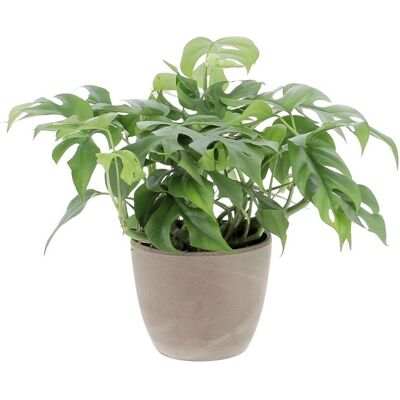 KENTIS - Monstera Minima - Earth vaso ceramico Ø12 - Pianta KENTIS - Monstera Minima - Earth vaso ceramico Ø12 - Pianta