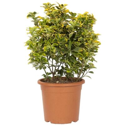 KENTIS - Euonymus Japonicus Aurea - Altezza 60-80 cm - Pianta KENTIS - Euonymus Japonicus Aurea - Altezza 60-80 cm - Pianta