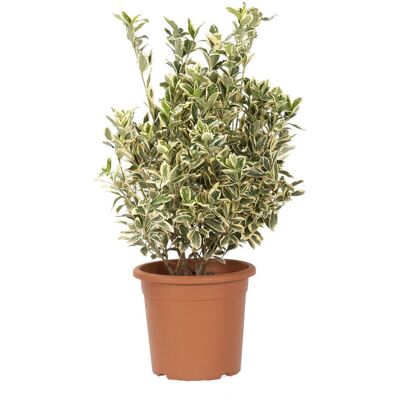 KENTIS - Euonymus Japonicus Bravo - 60-80 cm - Vaso Ø24 cm - Pianta KENTIS - Euonymus Japonicus Bravo - 60-80 cm - Vaso Ø24 cm - Pianta