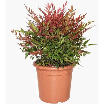 KENTIS - Nandina Domestica Obsessed - 40-60 cm - Pianta KENTIS - Nandina Domestica Obsessed - 40-60 cm - Pianta