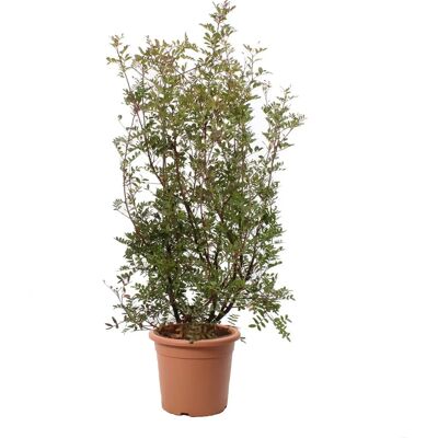 KENTIS - Pistacia Lentiscus 80-100 cm - Ø24 cm pot - Plante - Publicité KENTIS - Pistacia Lentiscus 80-100 cm - Ø24 cm pot - Plante - Publicité