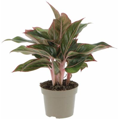 KENTIS - Aglaonema Light Star - 30-40 cm - Ø12 cm - Pianta KENTIS - Aglaonema Light Star - 30-40 cm - Ø12 cm - Pianta