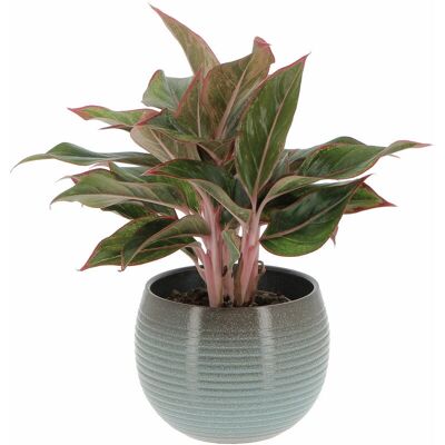 KENTIS - Aglaonema Light Star - 30-40 cm - Pianta KENTIS - Aglaonema Light Star - 30-40 cm - Pianta