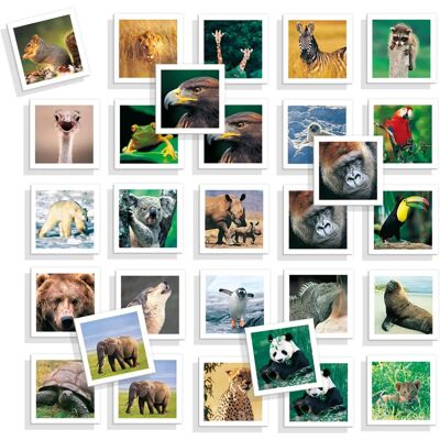 Diset Mémo Photo Animaux - Jeu de Société - Publicité Diset Mémo Photo Animaux - Jeu de Société - Publicité