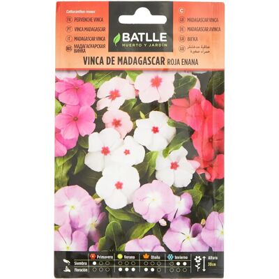 Graines de Vinca de Madagascar Batlle - Rouge Compacte - Pour Pots et Jardins - Publicité Graines de Vinca de Madagascar Batlle - Rouge Compacte - Pour Pots et Jardins - Publicité