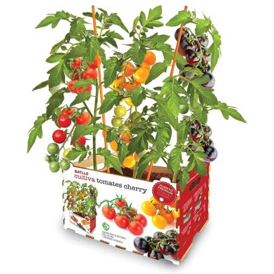 Ensemble de Culture Batlle - Tomates Fraîches - 30x19.5x16.2cm - Publicité Ensemble de Culture Batlle - Tomates Fraîches - 30x19.5x16.2cm - Publicité
