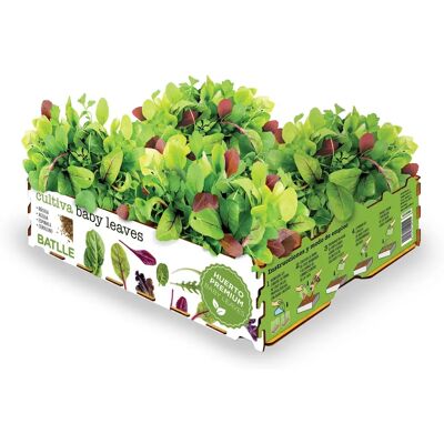 Batlle Baby Leaves Salate Anzucht-Set - Küchen-Gartenwerkzeug Batlle Baby Leaves Salate Anzucht-Set - Küchen-Gartenwerkzeug