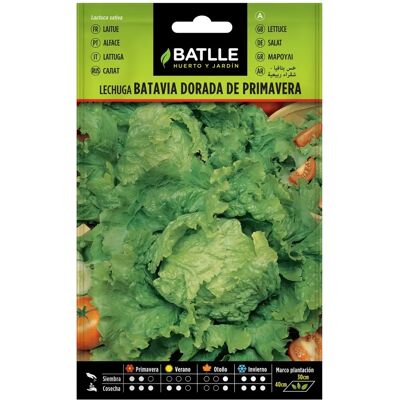 Graines de Laitue Batlle - Batavia Améliorée, Jaune Brillant - Laitue - Publicité Graines de Laitue Batlle - Batavia Améliorée, Jaune Brillant - Laitue - Publicité