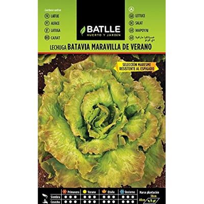 Graines de Laitue d'Été BATLLE - Maravilla de Verano - 1200 graines - Publicité Graines de Laitue d'Été BATLLE - Maravilla de Verano - 1200 graines - Publicité