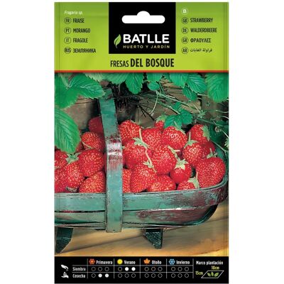 Batlle - Semences de Fraises des Bois - 20-25cm - Graines - Publicité Batlle - Semences de Fraises des Bois - 20-25cm - Graines - Publicité