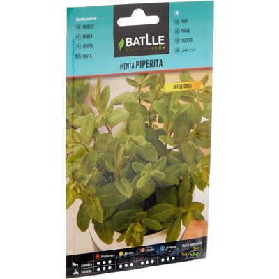 Graines de Menthe Poivrée - Plante vivace - 40-50cm - Publicité Graines de Menthe Poivrée - Plante vivace - 40-50cm - Publicité