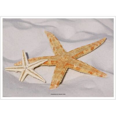 García de Pou - Starfish - 31x43 cm - tovagliette García de Pou - Starfish - 31x43 cm - tovagliette
