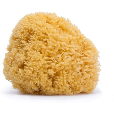 Suavinex Grote Natuurlijke Zee Spons voor Babybad Suavinex Grote Natuurlijke Zee Spons voor Babybad