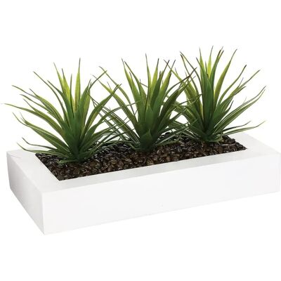 WELLHOME Aloe Vera - Centre de table décoratif avec 3 plantes - Intérieur/Extérieur WELLHOME Aloe Vera - Centre de table décoratif avec 3 plantes - Intérieur/Extérieur