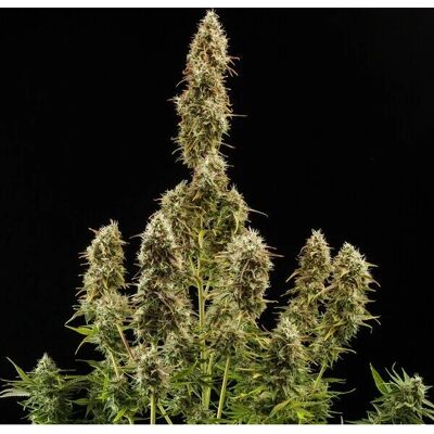 Royal Queen Seeds Royal Jack Auto - Semillas de Cannabis Royal Queen Seeds Royal Jack Auto - Semillas de Cannabis