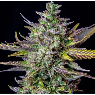 Royal Queen Seeds Blue Cheese Autoflowering Seeds - Seeds Royal Queen Seeds Blue Cheese Autoflowering Seeds - Seeds