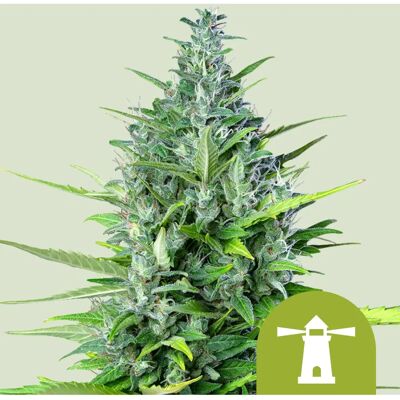 Royal Queen Seeds - Royal Haze Auto - Autoflowering - Seeds Royal Queen Seeds - Royal Haze Auto - Autoflowering - Seeds