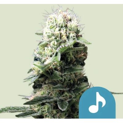 Semillas de cannabis Dance World Feminizadas - Alto CBD y THC Semillas de cannabis Dance World Feminizadas - Alto CBD y THC