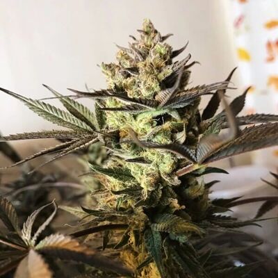 Royal Queen Seeds Royal Highness - Semillas feminizadas CBD 14% - Semillas Royal Queen Seeds Royal Highness - Semillas feminizadas CBD 14% - Semillas