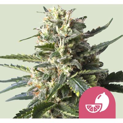 Royal Queen Seeds - Lemon Shining Silver Haze - Feminized - Seeds Royal Queen Seeds - Lemon Shining Silver Haze - Feminized - Seeds
