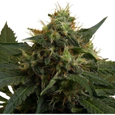 Royal Queen Seeds Ice Feminizadas - Semillas de Cannabis Royal Queen Seeds Ice Feminizadas - Semillas de Cannabis