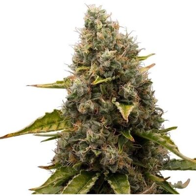 Royal Queen Seeds White Widow - Semillas de Cannabis Feminizadas Royal Queen Seeds White Widow - Semillas de Cannabis Feminizadas