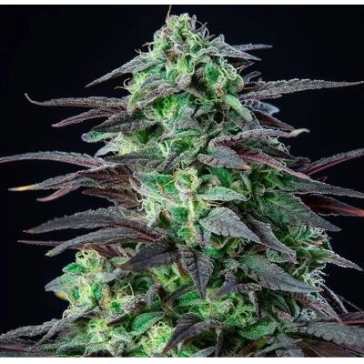Royal Queen Seeds Skunk XL Feminizadas - Semillas Royal Queen Seeds Skunk XL Feminizadas - Semillas