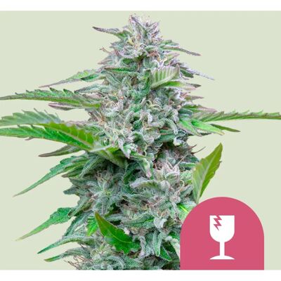Royal Queen Seeds Critical Feminized Seed - Collection Use Royal Queen Seeds Critical Feminized Seed - Collection Use